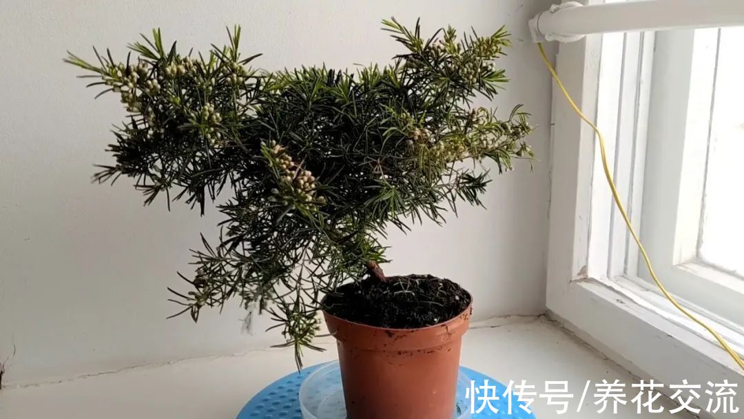 松红梅|松红梅能花开半年，花叶清香，但你家真的适合养吗？