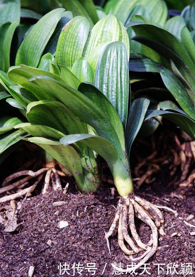 怎样让君子兰一年长出8片叶子他的做法,值得我们学习