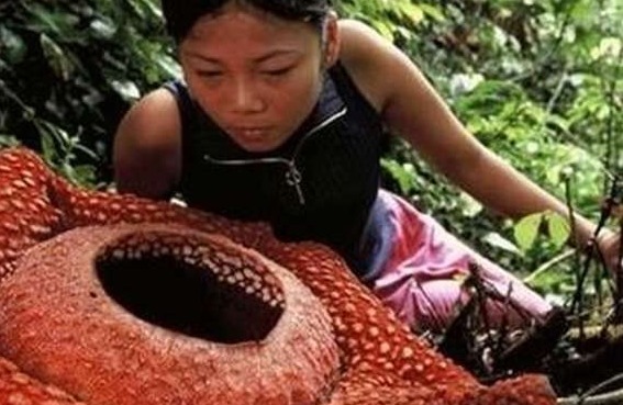 一生难得见一次的奇花，尤其是最后一种，一生只开一次花，很珍贵