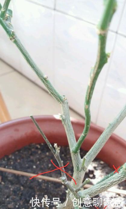 果子|盆栽柠檬只开花不结果？春天做好4件事，夏天果子满枝头