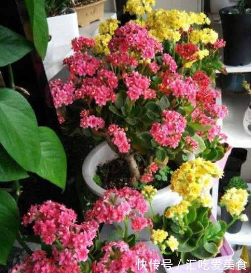 长寿花常年开花少?老花匠教你两招,花苞“呼呼长”,轻松开爆盆