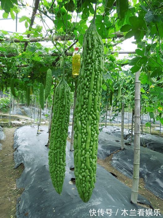 降血糖|常吃苦瓜的人身体不会差,但有3类人不能吃,别傻傻不明白