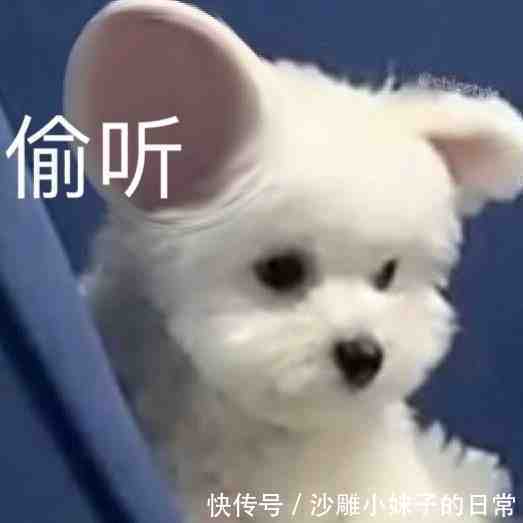 |搞笑GIF:看着别人家的狗子,我觉得今晚我想吃狗肉火锅