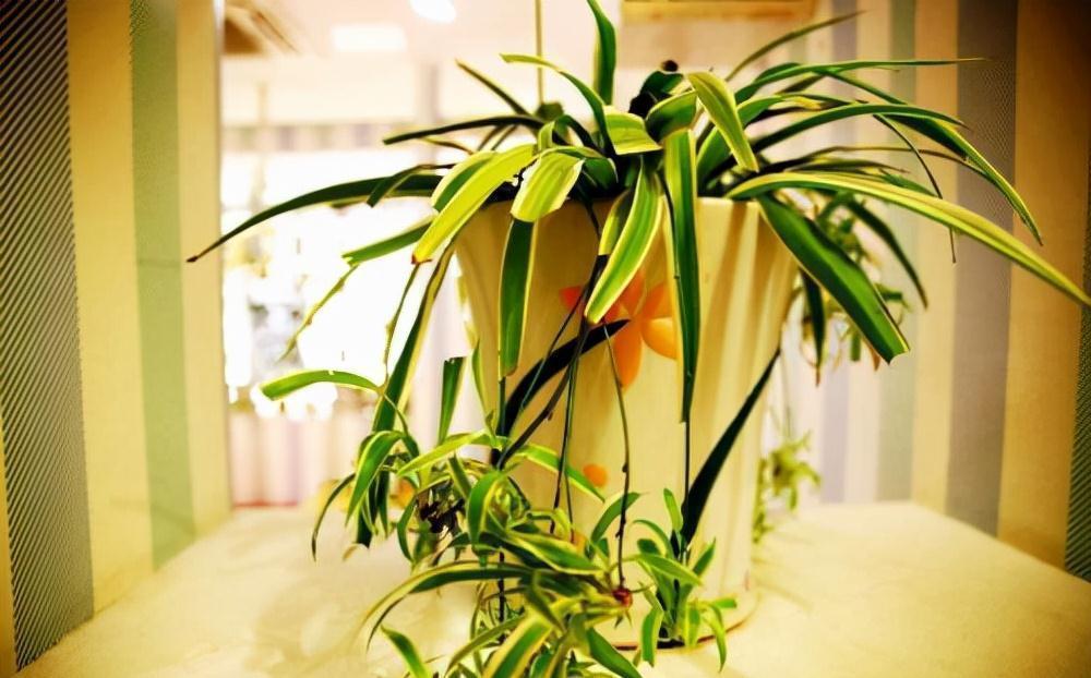 “10种花”好养又漂亮,有点散光就“生长”,花叶俱美,富贵大气