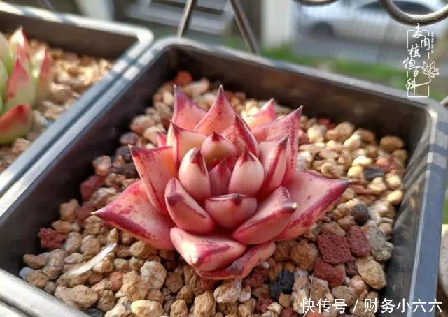 揭秘:那些干净又温暖的多肉照片从哪里来?