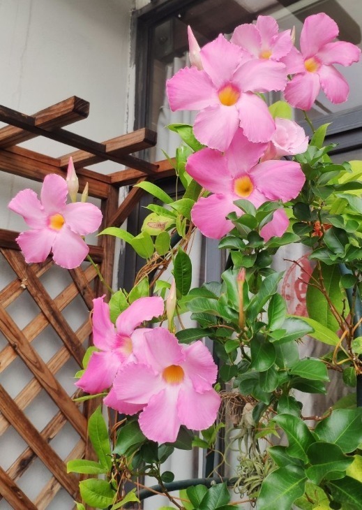 叶片|这花一开就是大半年,枝条沾土就活,种阳台长成花帘子!