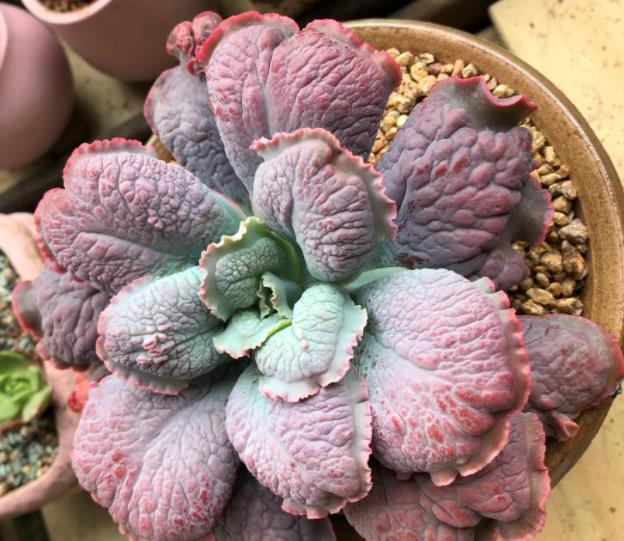 6种多肉个头比脸大,天生就是“巨无霸”,没地盘别养它