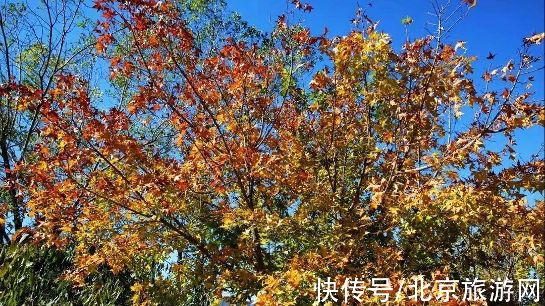 秋天|11月份“爱在深秋”，京郊这些人少景美的地方藏着秋天的爱