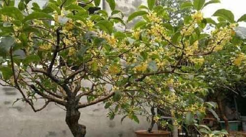 桂花树如何种植 桂花树家庭盆栽养法有哪些 快资讯