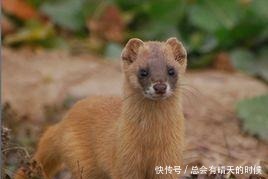 西游黄风怪绝招是风 铁扇公主芭蕉扇刮的也是风 猴虽都是风 滋味大不同!