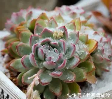 春天盆栽花卉多见雨水露水,快速爆盆长势旺