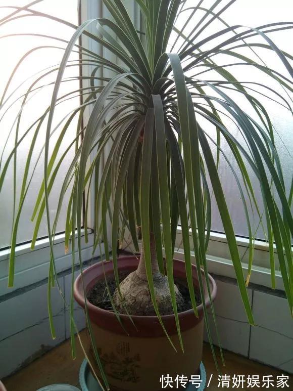 适合客厅养的5种“耐旱花”,30天不浇水也能爆盆,漂亮大气