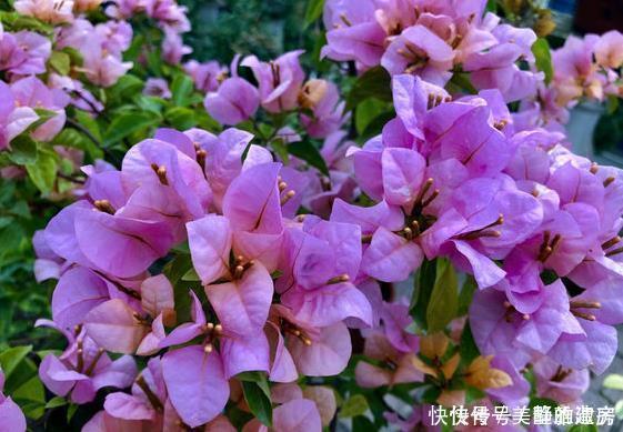 家中常见的6种花是“醋罐子”,多浇点酸水,叶子才能绿得发亮