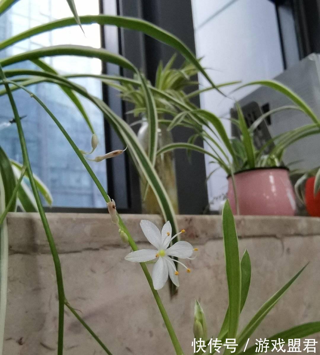 小雅|养好吊兰,3个方面不能少,郁郁葱葱、小吊兰很多、能开花