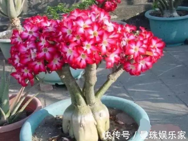 5种适合新手养的花，耐旱还耐晒，不用管也能爆盆！