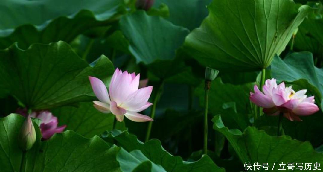 小荷|杨万里水平很高的一首诗,只是描写了寻常之景,但是每一句都很美