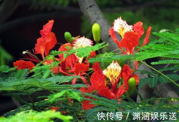 养花|喜欢养花选“它”花语火热青春,花美颜色艳,开花90天