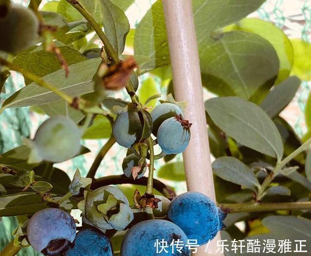 盆栽|在家种植瓜果这个季节熟了,健康又美味,小孩子太开心