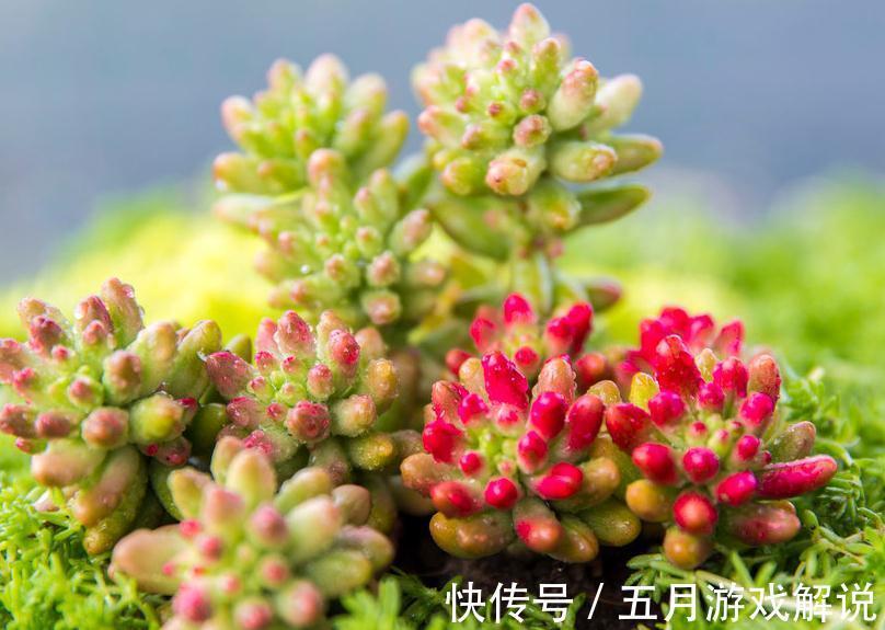 养护多肉植物别光关注浇水,合理配土才是关键,这样才是佛系养肉