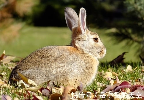 生肖|这三个生肖的女人，为人忠厚没有心机，但婚姻生活却都很幸福