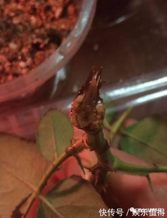 扦插|学会这种扦插法,2周生根,插什么活什么,太简单了!