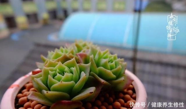 冬季，属于多肉的季节！养多肉的你喜欢冬天吗！