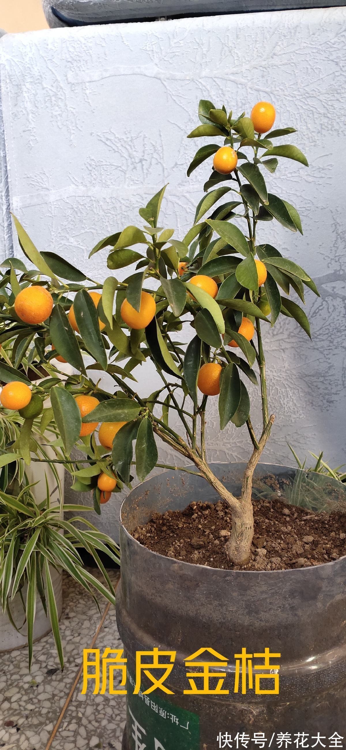 “家有果树,四季镇宅”,养盆果树,满枝结果有吉祥好兆头