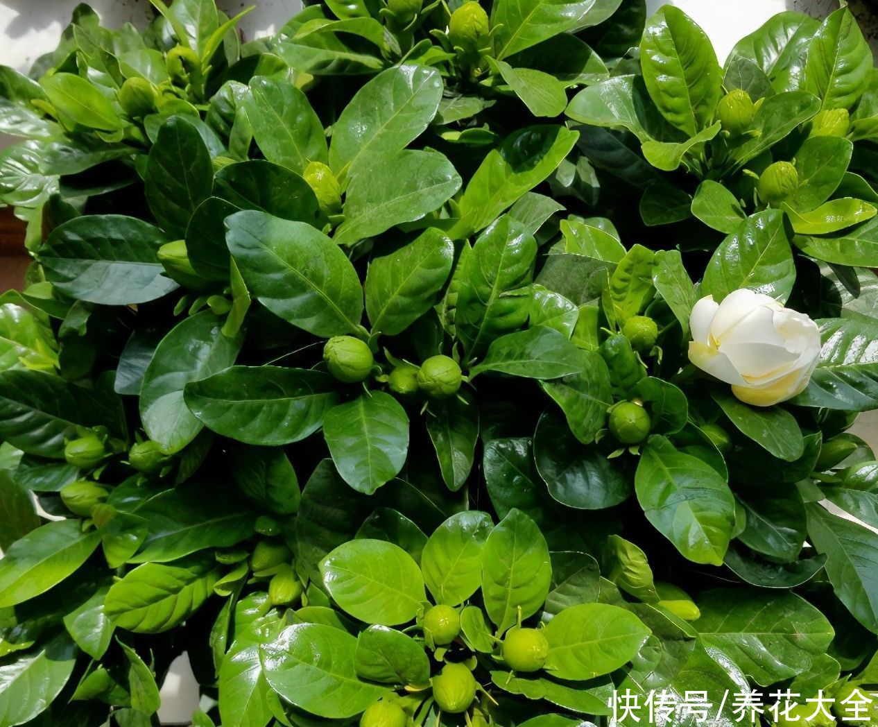 养殖|3种花明明开花很美，却不太受欢迎，到底是为啥？