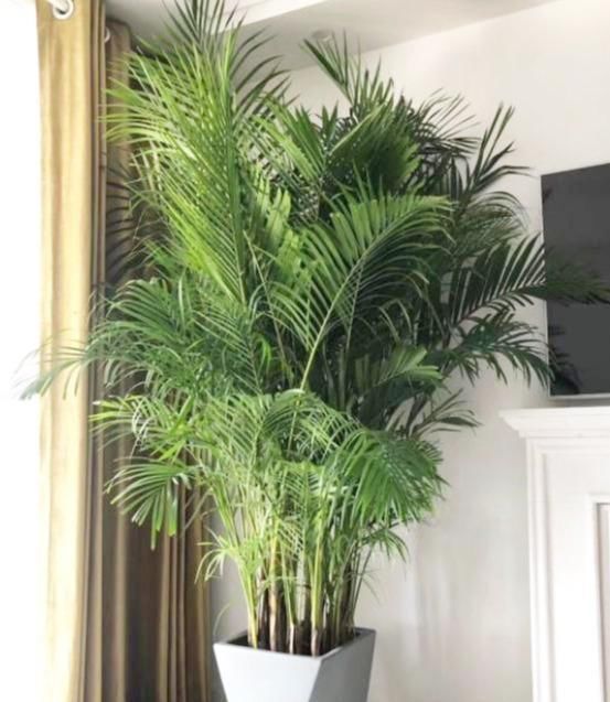 大气|4种“大气花”,富贵又漂亮,能吸灰尘净化空气,比绿萝强