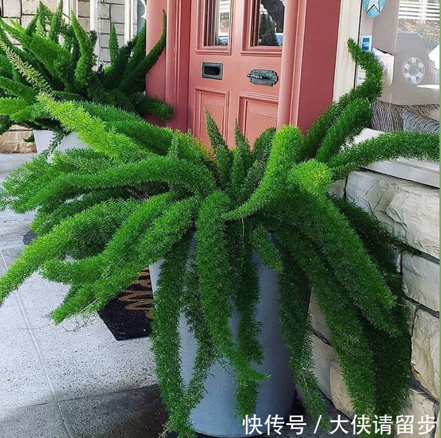 “人养花三年,花养人一生!”家居盆花100种,总有几款你喜欢