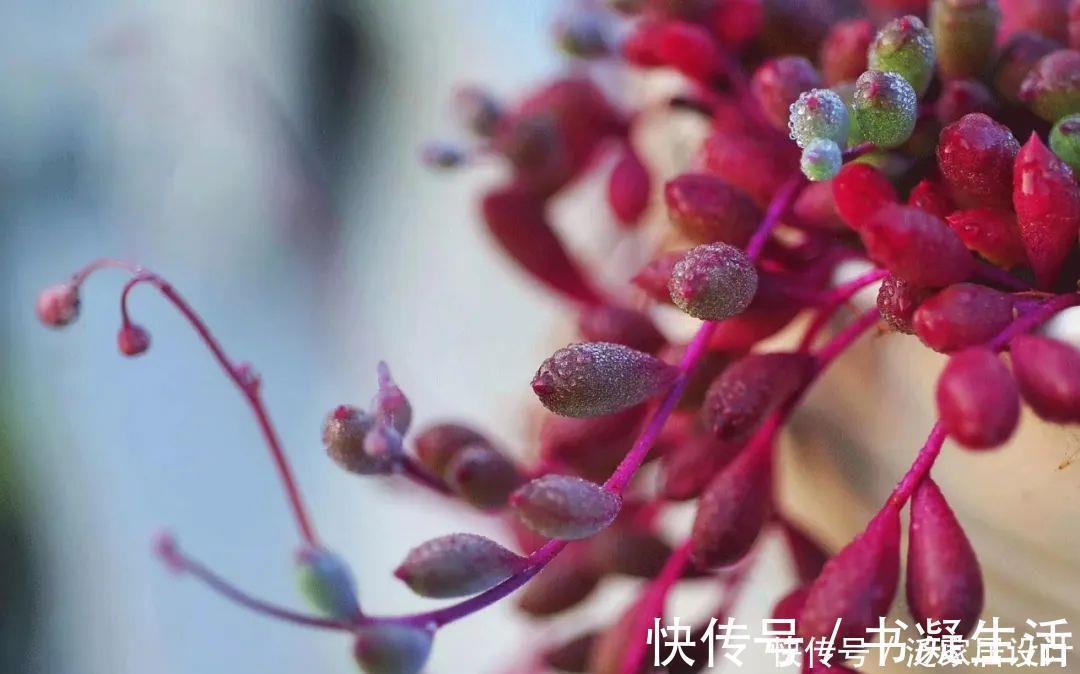 多肉吊兰样式多到你挑花眼,颜色状态是各不相同,看看你认识几个