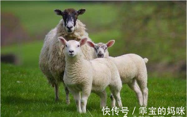 财神星|生肖羊：上天为你准备了一场盛大的喜事！你家里有属羊的吗？