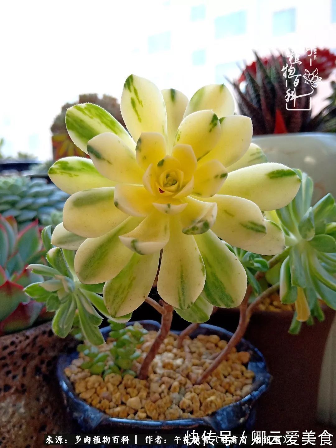 法师|久在晴冬等雪来——北方阳台党的多肉成长历程!