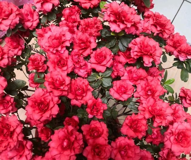 奢求|杜鹃花养成这个衰样,没死算给你面子了,还想开花,奢求太多
