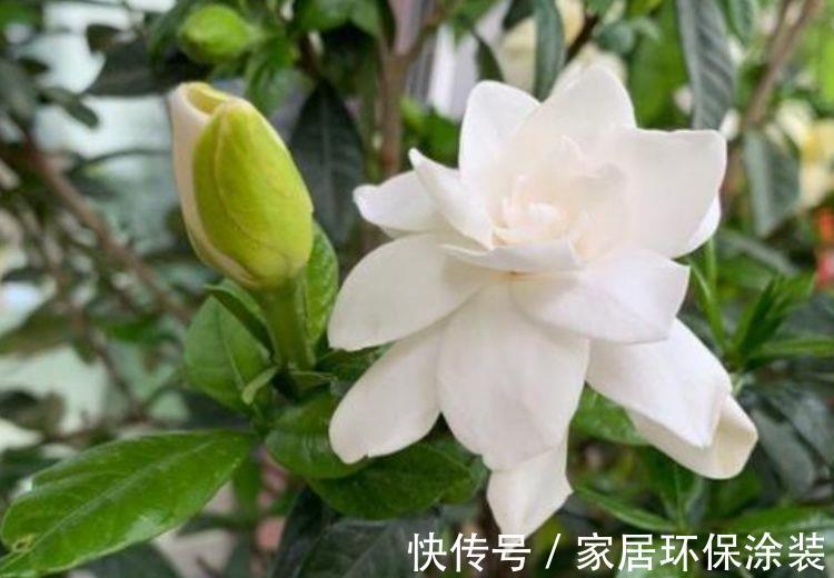 金边瑞香|农历8月5日开始，养花养个耐看的，漂亮又好养，养几盆家里变花海