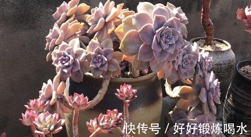 盘点3种爆崽普货多肉,好养护易群生,无需掐芽也能养成肉墩子