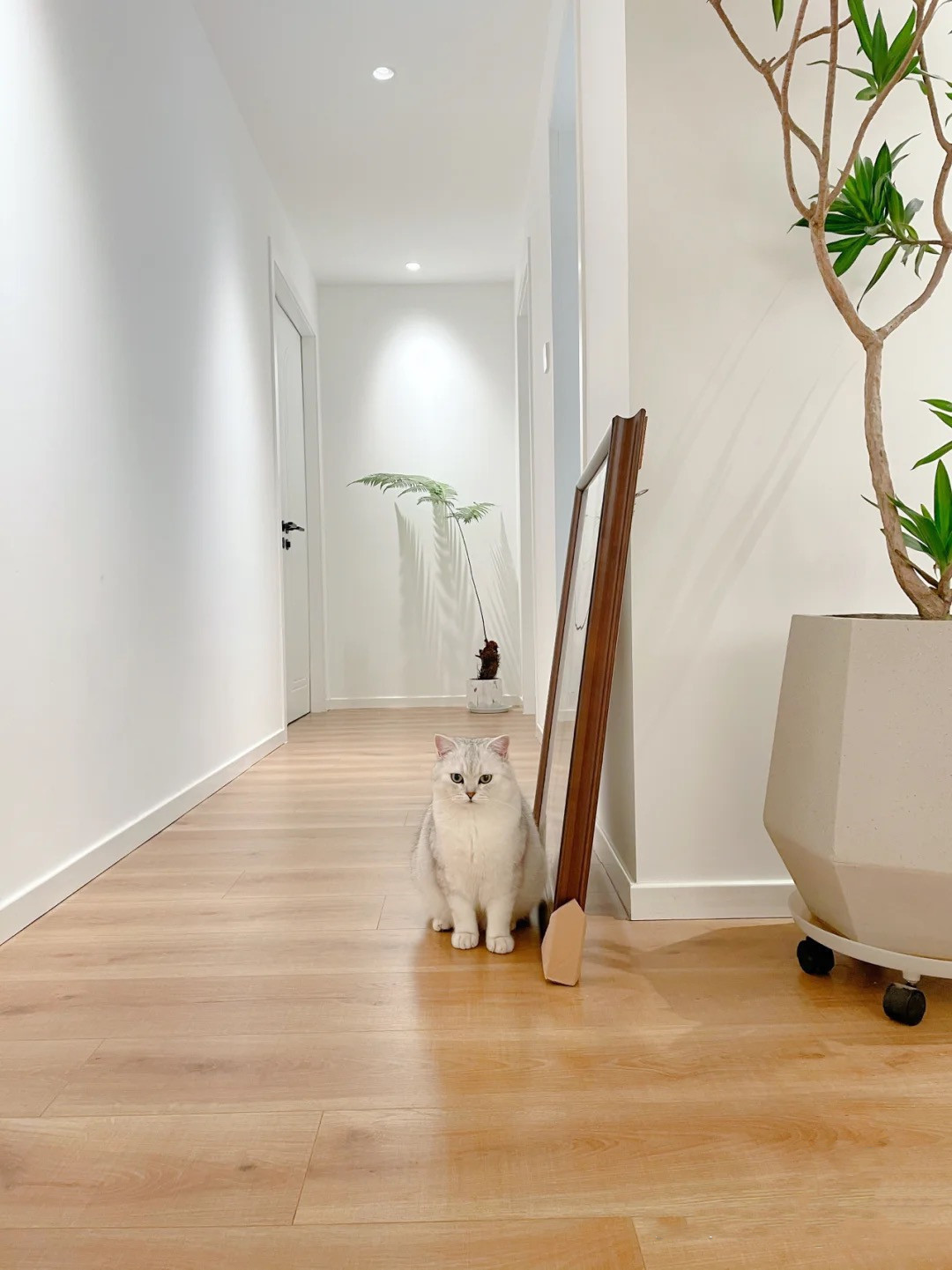 客厅|再买房,就照她家这样装,全屋大白墙、无主灯,干净利落,好舒服