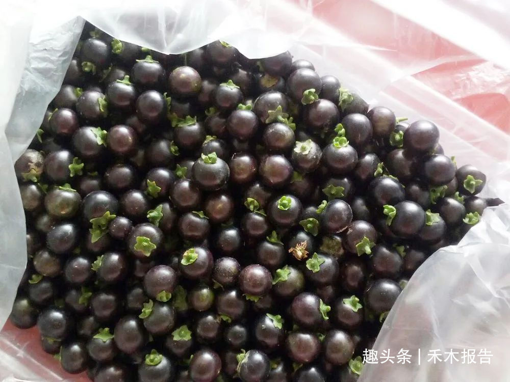 树莓|全株都有毒，玉米田常见，儿时常摘来当零食吃，如今价值不菲