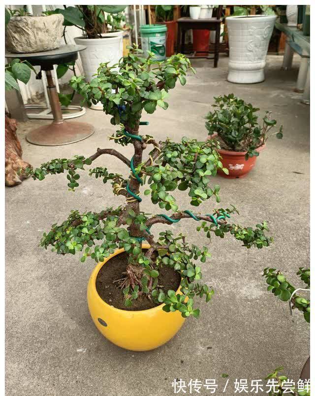 金枝玉叶|堪称死不了的几种花,轻松养成大花树,能够养成传家宝