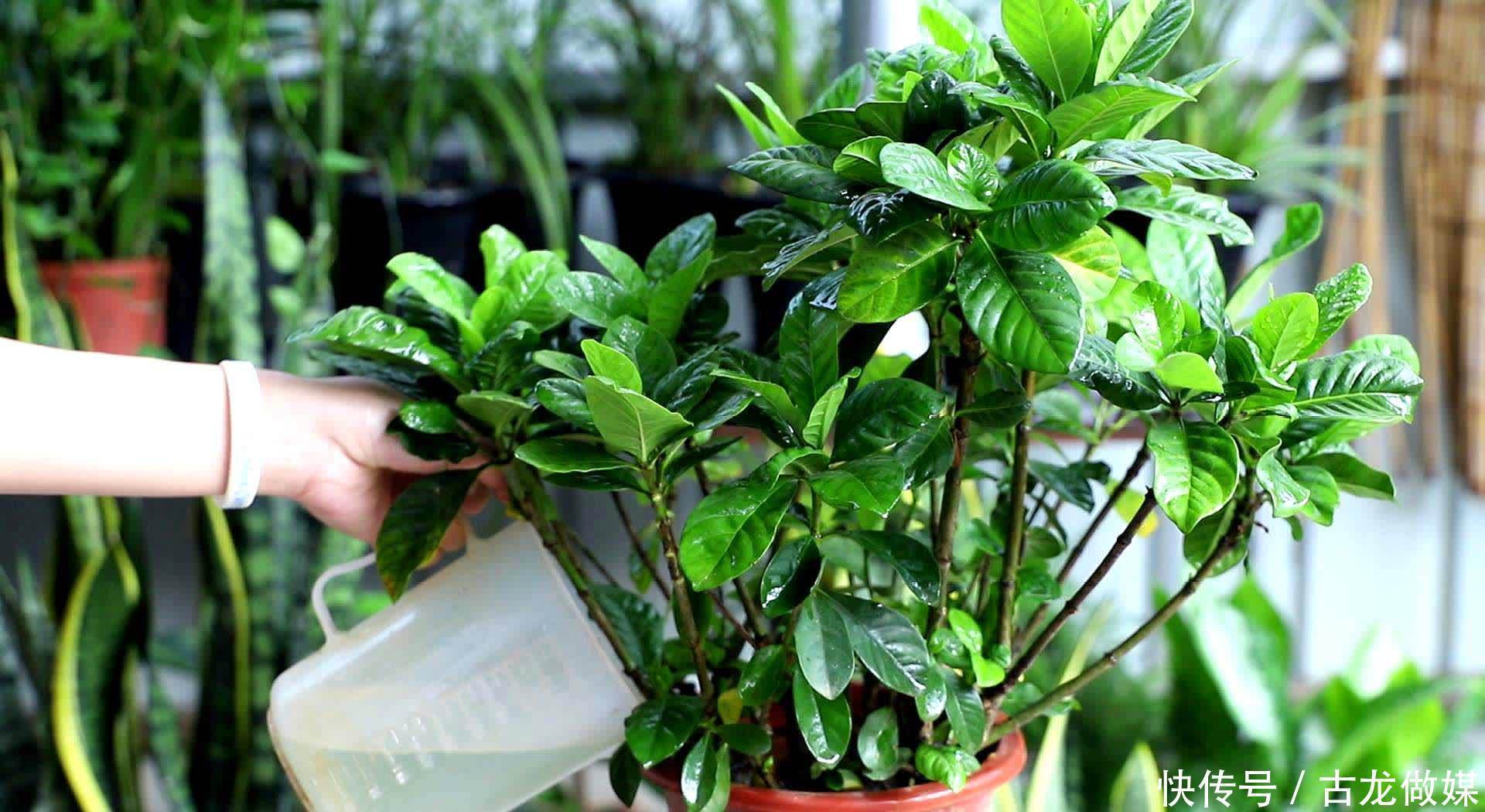 根系|养花要谨记,5种情况下,不能乱施肥,浇一盆枯萎一盆