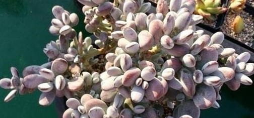 5款多肉,都属于“福娘系”,家里养几盆,福气满满、十分可爱