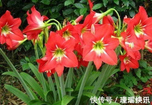 花草匠|养朱顶红,3个“禁忌”别触碰,否则叶子全黄,根系腐烂难开花