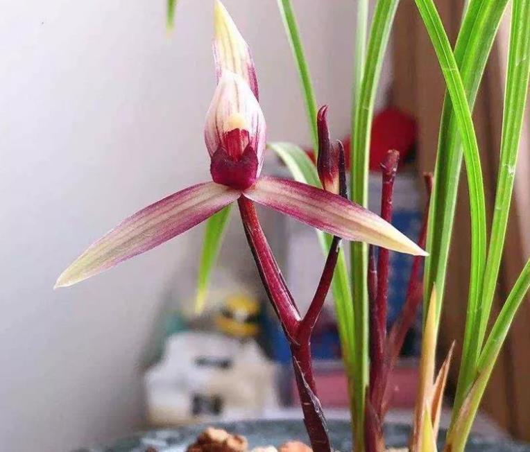 春兰|春兰滇红素,顶级品种,红花浓香,被誉为兰花界的常青树