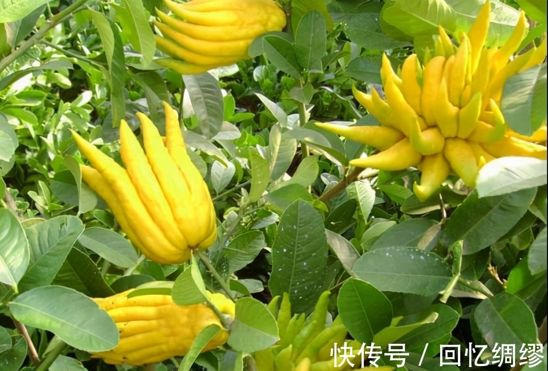 大雪后,孩子经常吃3种“发财果”,寓意财源广进吉祥如意