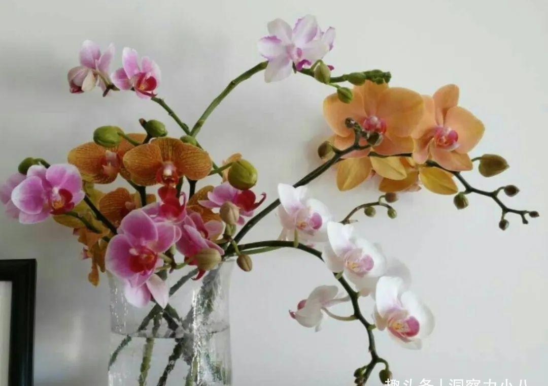 蝴蝶兰有“三怕”,养护要避开,猛窜芽冒花苞,清香宜人小半年