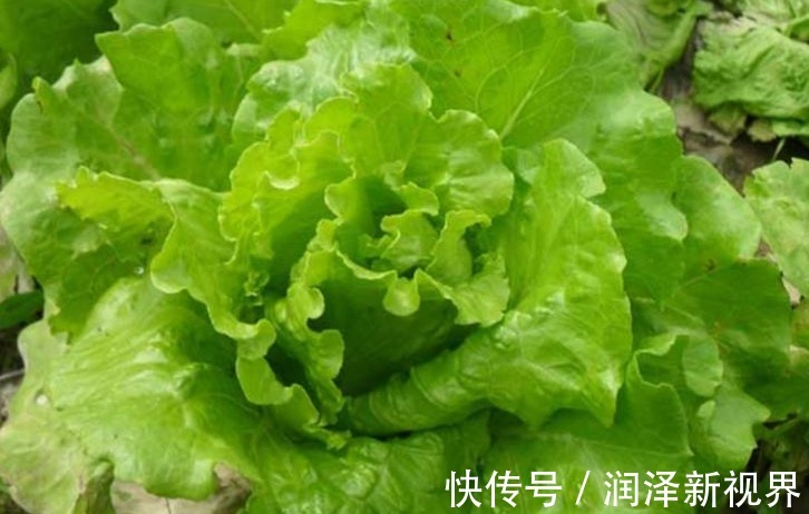 维生素c|夏天必吃的一种蔬菜,增白皮肤,镇痛催眠,效果非常好