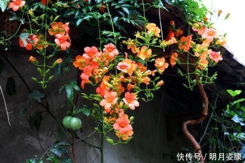藤本|有个小阳台不要错过4种花,春天猛长新叶和花苞,邻居看了都羡慕