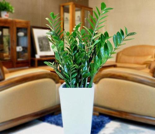 客厅种上3种树,寓意美好,开花很少见,要珍惜