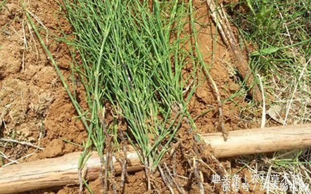 野草|此为珍贵的“无叶草”,农村却少人认识,希望你能珍惜它