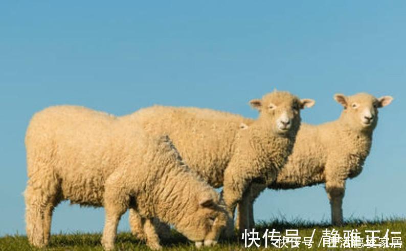 膻味|“绵羊肉”和“山羊肉”有啥区别?味道差别大,学会就懂吃羊肉了